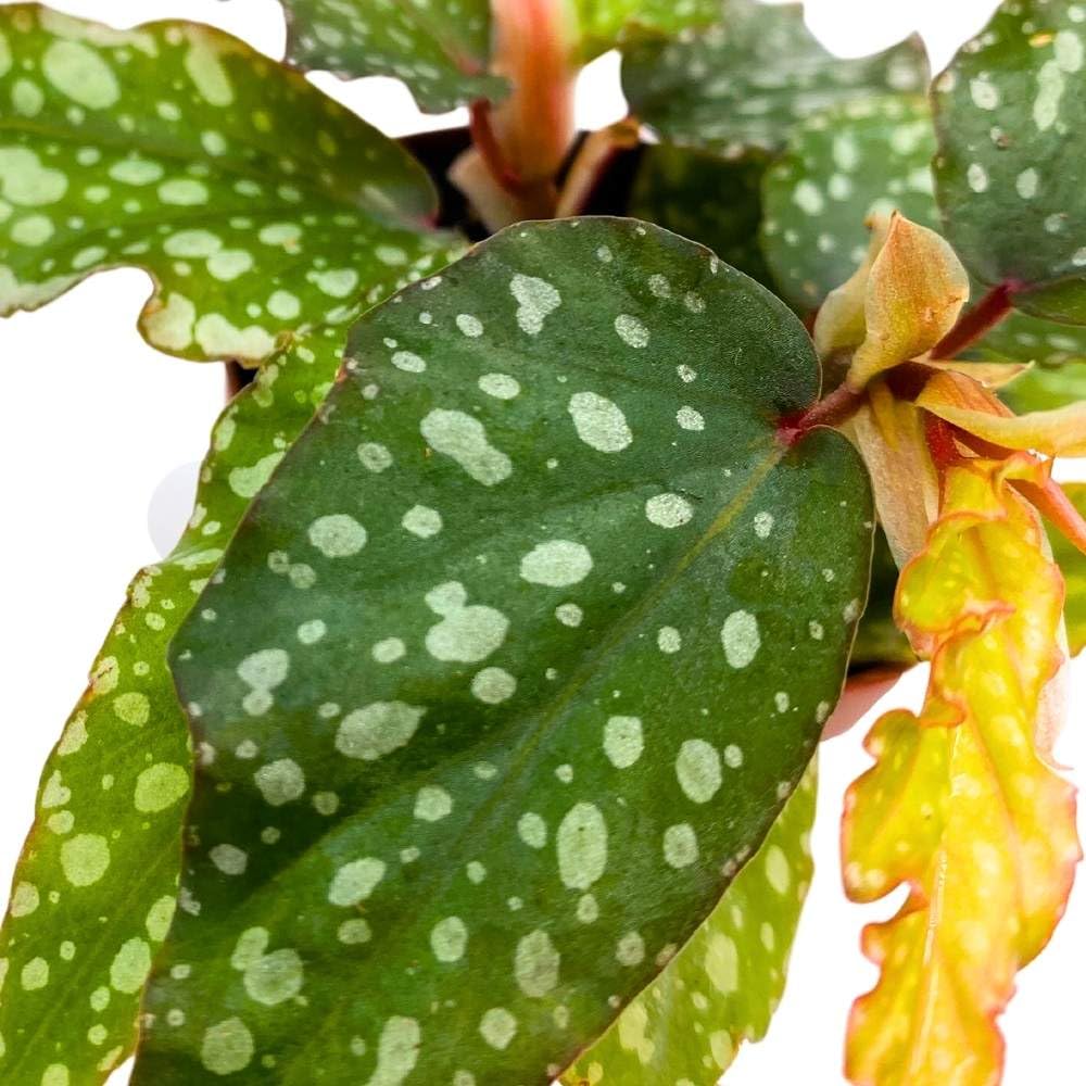 Mini Angel Wing Medora 2 inch Cane Polkadot Begonia Tiny Pixie Plant