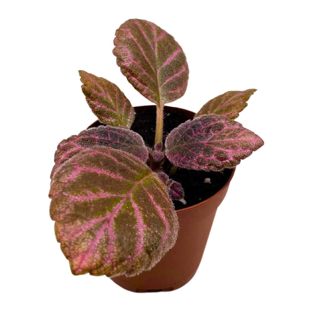 Harmony Foliage Episcia Strawberry Fields Flame Violet 2 inch