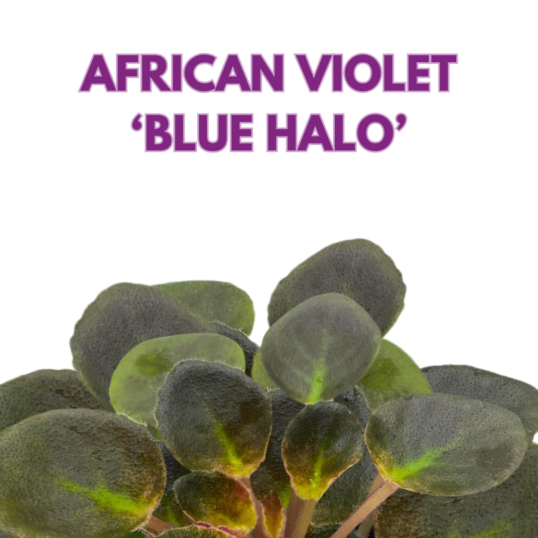 Harmony Foliage Mini African Violet Blue Halo Variegated, 2 inch Blue Flower