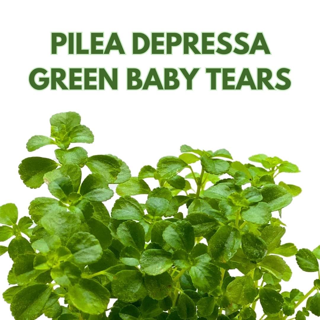 BubbleBlooms Pilea Depressa Baby Tears 4 inch