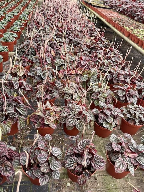 BubbleBlooms Peperomia Luna Red Ripple Wholesale Bulk Plants 4 inch 15-Pack