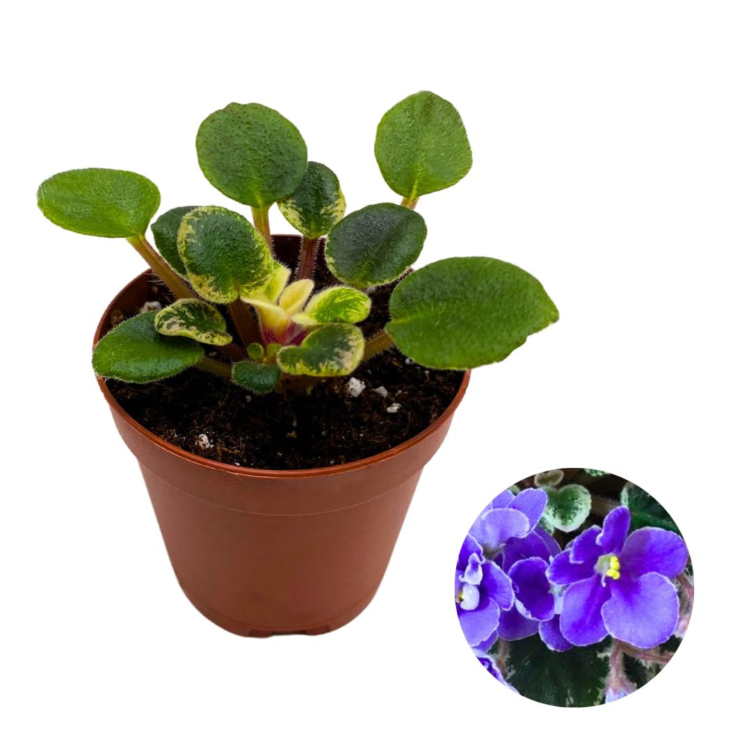 Harmony Foliage Mini African Violet Definitely Daryl Variegated 2 inch Blue Flower