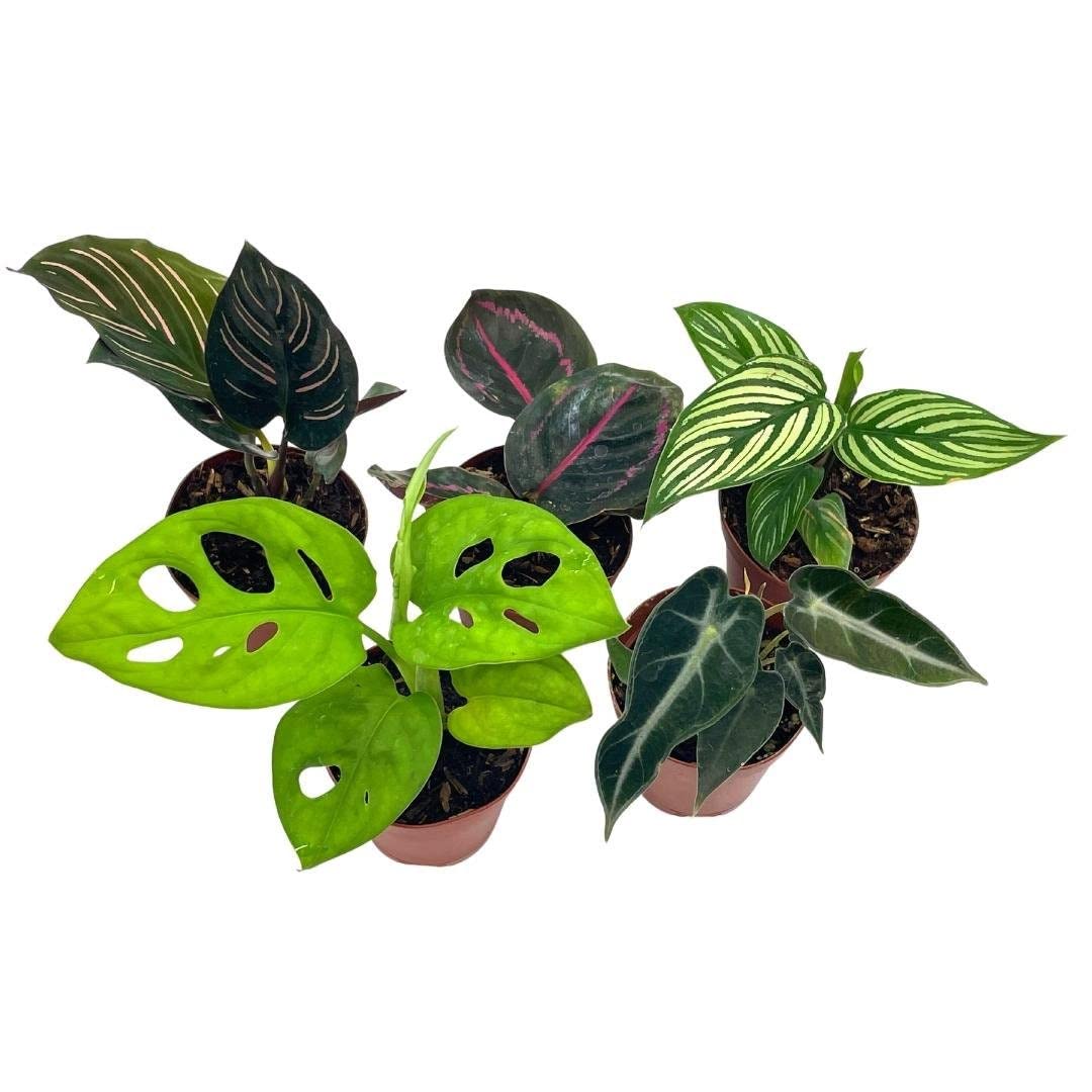 Variegated Foliage Assortment, Indoor Premium Collection, adanosii, Monstera, alocasia, Wandering Jew, Rare houseplants, 2 inch, Set of 5