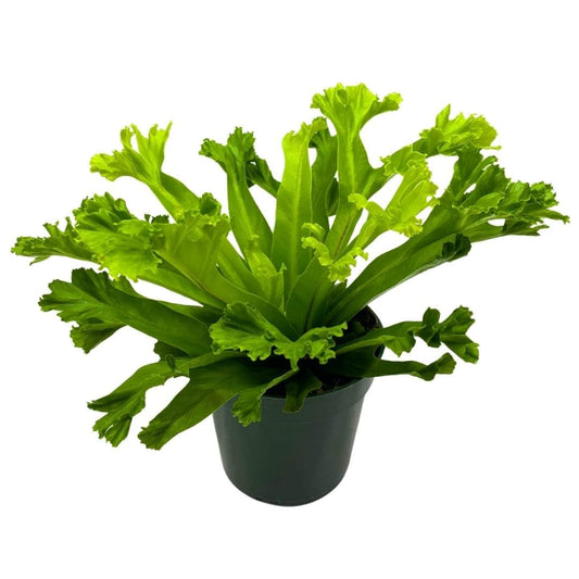 BubbleBlooms Fishtail Fern 4 inch Microsorum punctatum Forked Tips Grandiceps