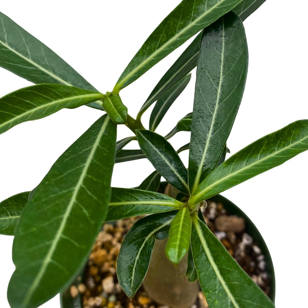 BubbleBlooms Desert Rose Secret of Victoria in a 4 inch Pot Extremely Rare Flower