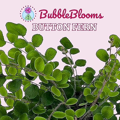 BubbleBlooms Button Fern in a 4 inch Pot Pellaea rotundifolia