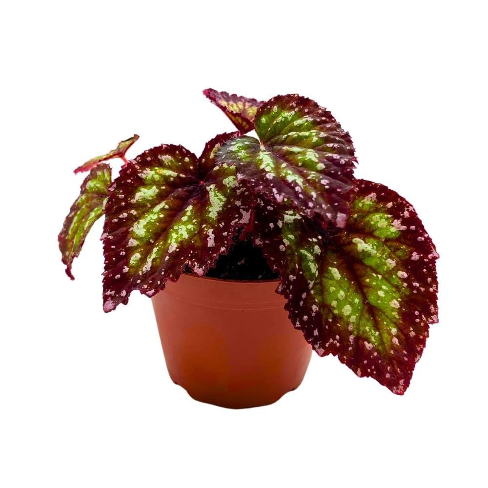 Harmony's Starry Night Begonia Rex 4 inch Super Splashy White Purple Band