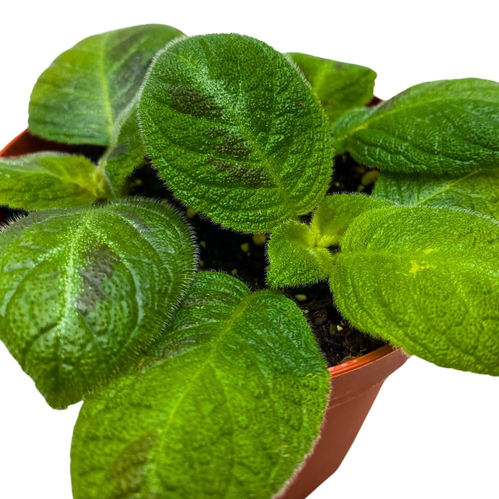 Harmony Foliage Harmony's Sorrento Sunrise Episcia 4 inch Green Flame Violet