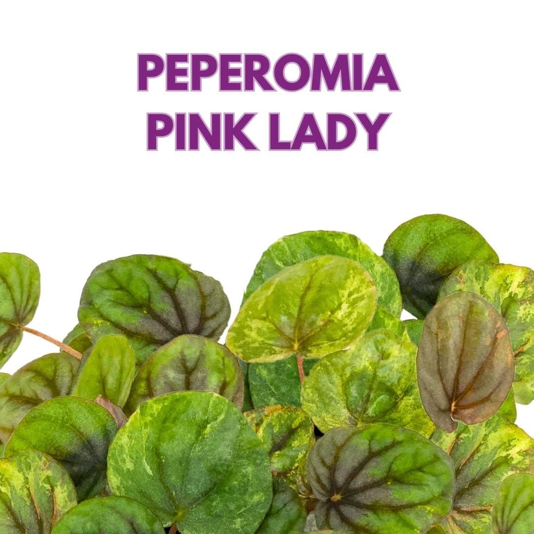 Harmony Foliage Peperomia Pink Lady 4 inch