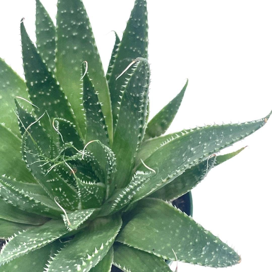 Gasteria Flow Haworthia Variegated Aloe, Tiger Aloe, Aloe Variegata, White Spotted, Polka dot lace Aloe in a 4 inch Pot