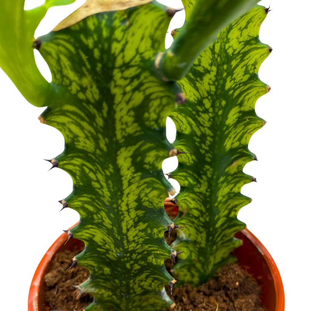 BubbleBlooms Variegated African Milk Tree in a 4 inch Pot Tricolor Green and White Euphorbia Trigona