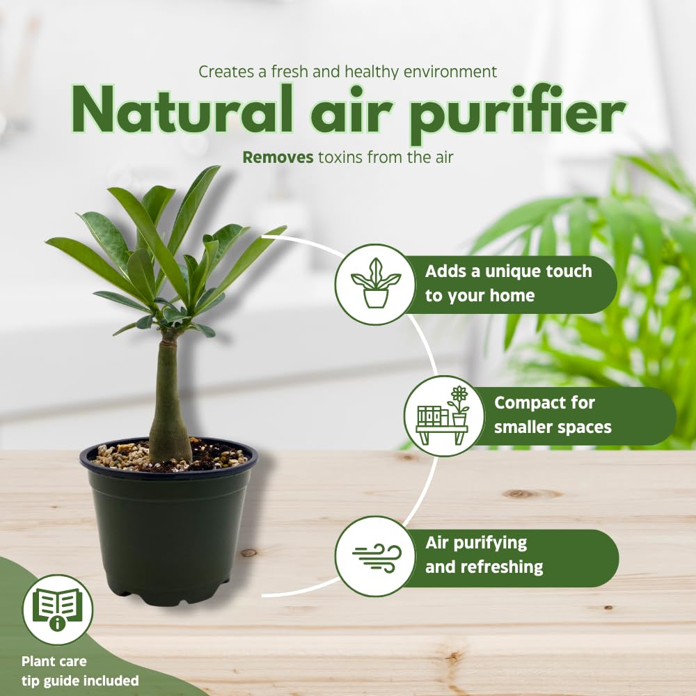 BubbleBlooms Desert Rose Apple in a 4 inch Pot Extremely Rare Flower