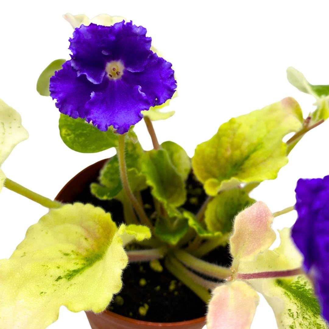 Harmony Foliage African Violet Harmony's Purple Passion Variegated 4 inch Gesneriad