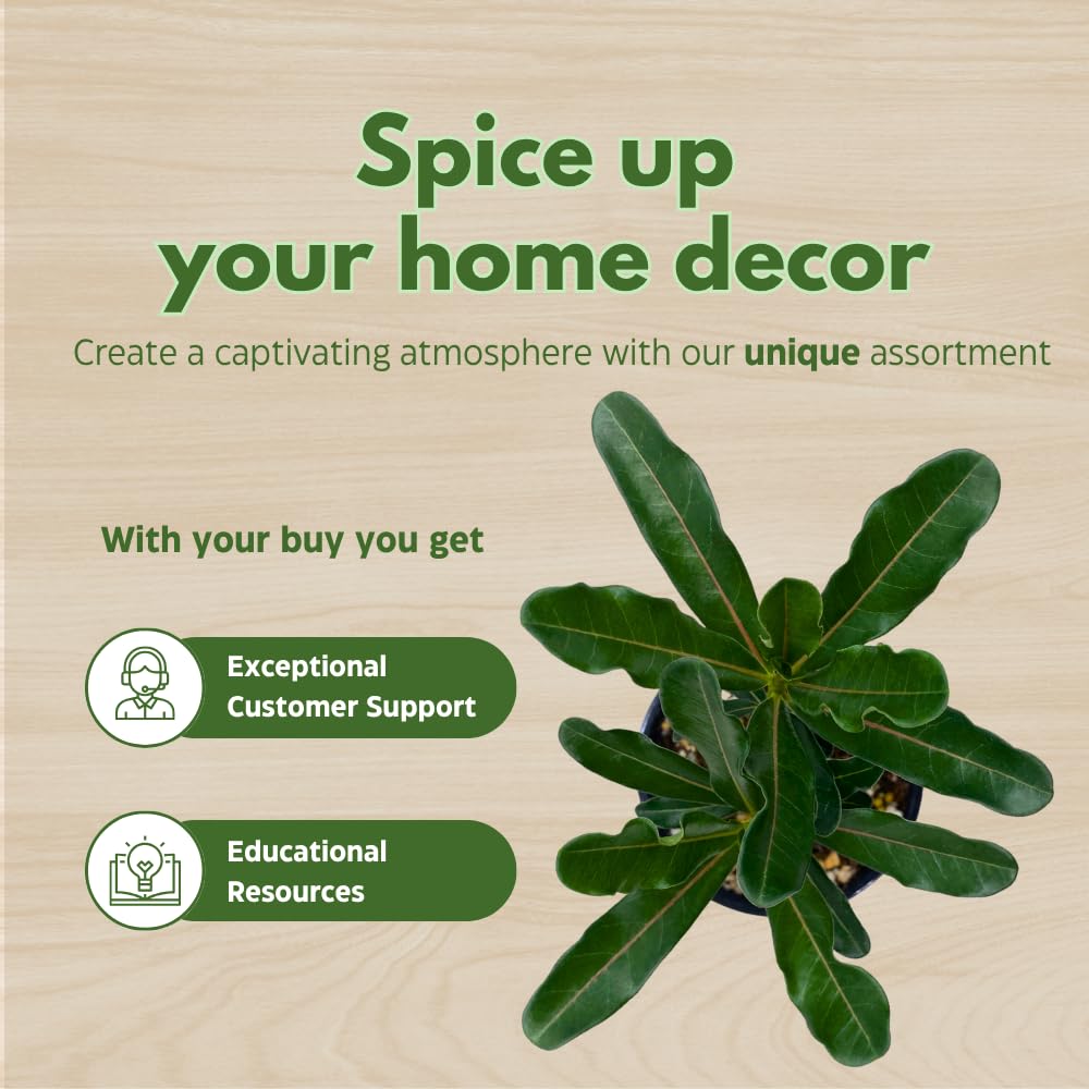 BubbleBlooms Desert Rose Famille Rose in a 4 inch Pot Extremely Rare Flower