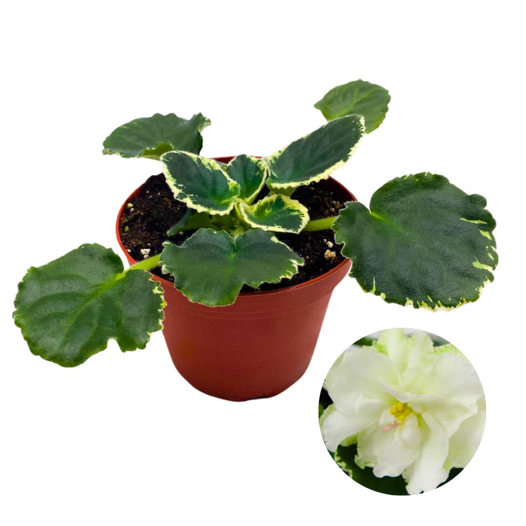 Harmony Foliage African Violet Cool Mint Variegated 4 inch White Flower