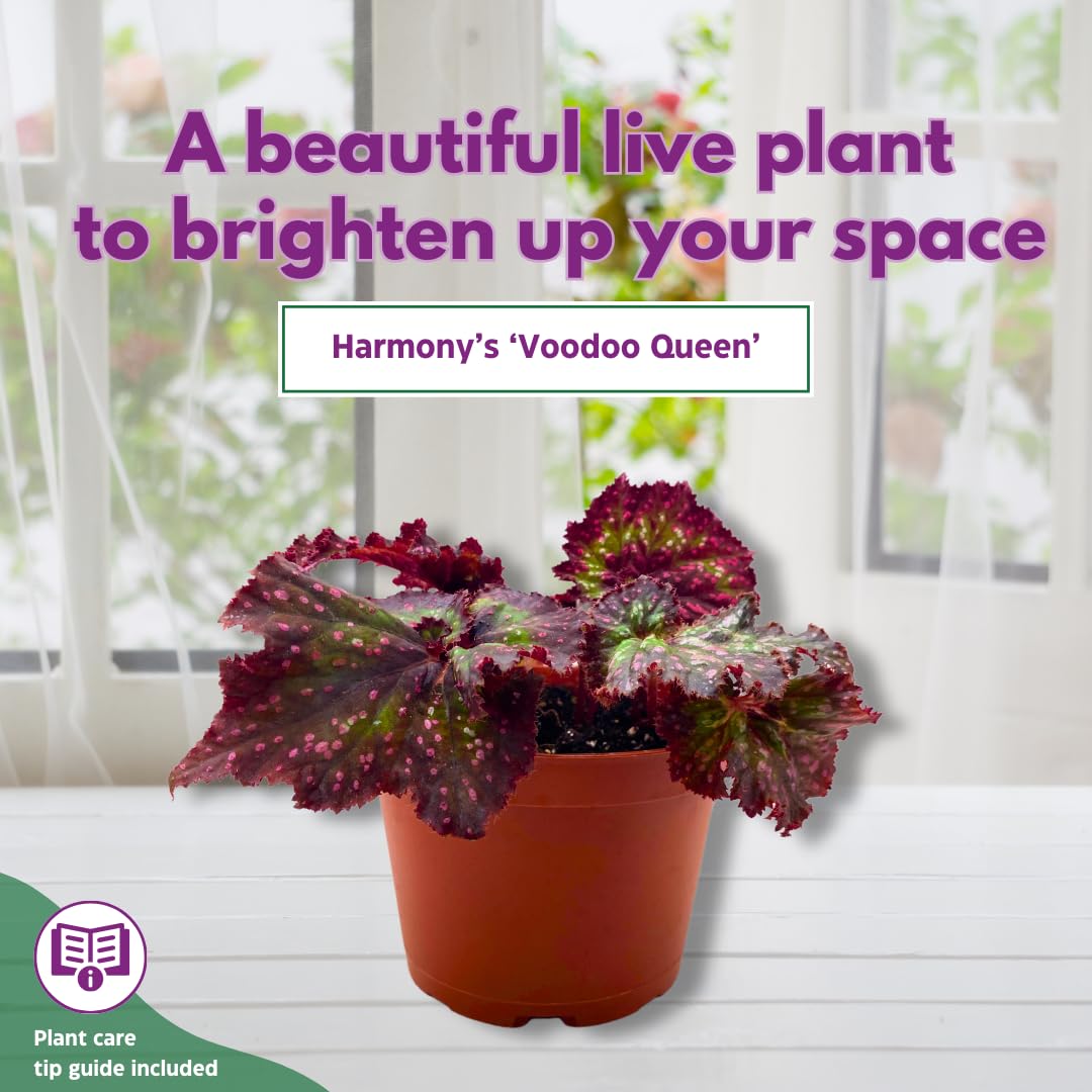 Harmony Foliage Harmony's Voodoo Queen 6 inch Purple Green Spiral Pink Spots