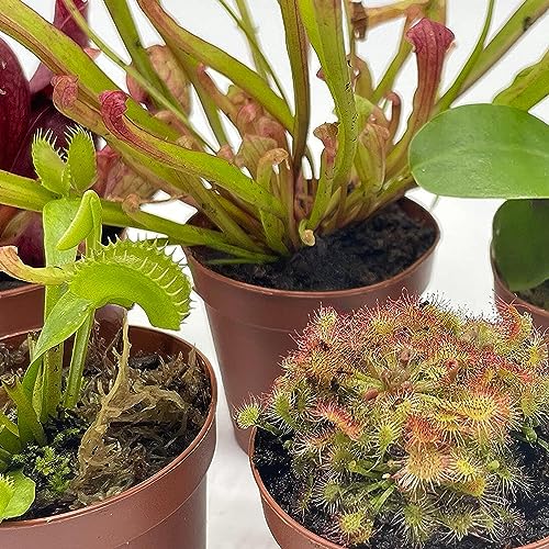 pots for carnivorous plants BubbleBlooms Carnivorous Plant Assortment Set, 5 Live Different Plants in 2 inch Pots