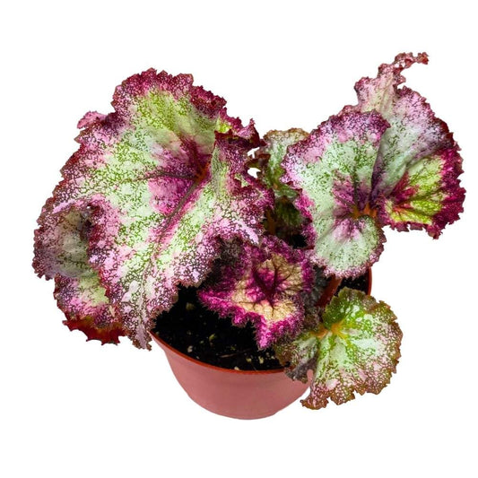 Harmony's Reign of Fire Begonia Rex 6 inch Purple Splash