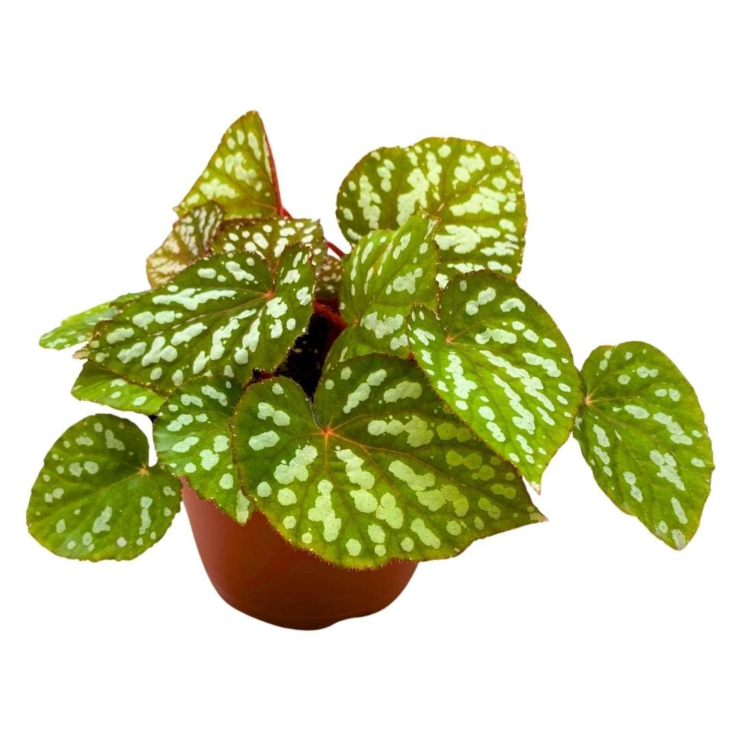 Harmony Foliage Begonia Rex Betsy, 6 inch Irridescent