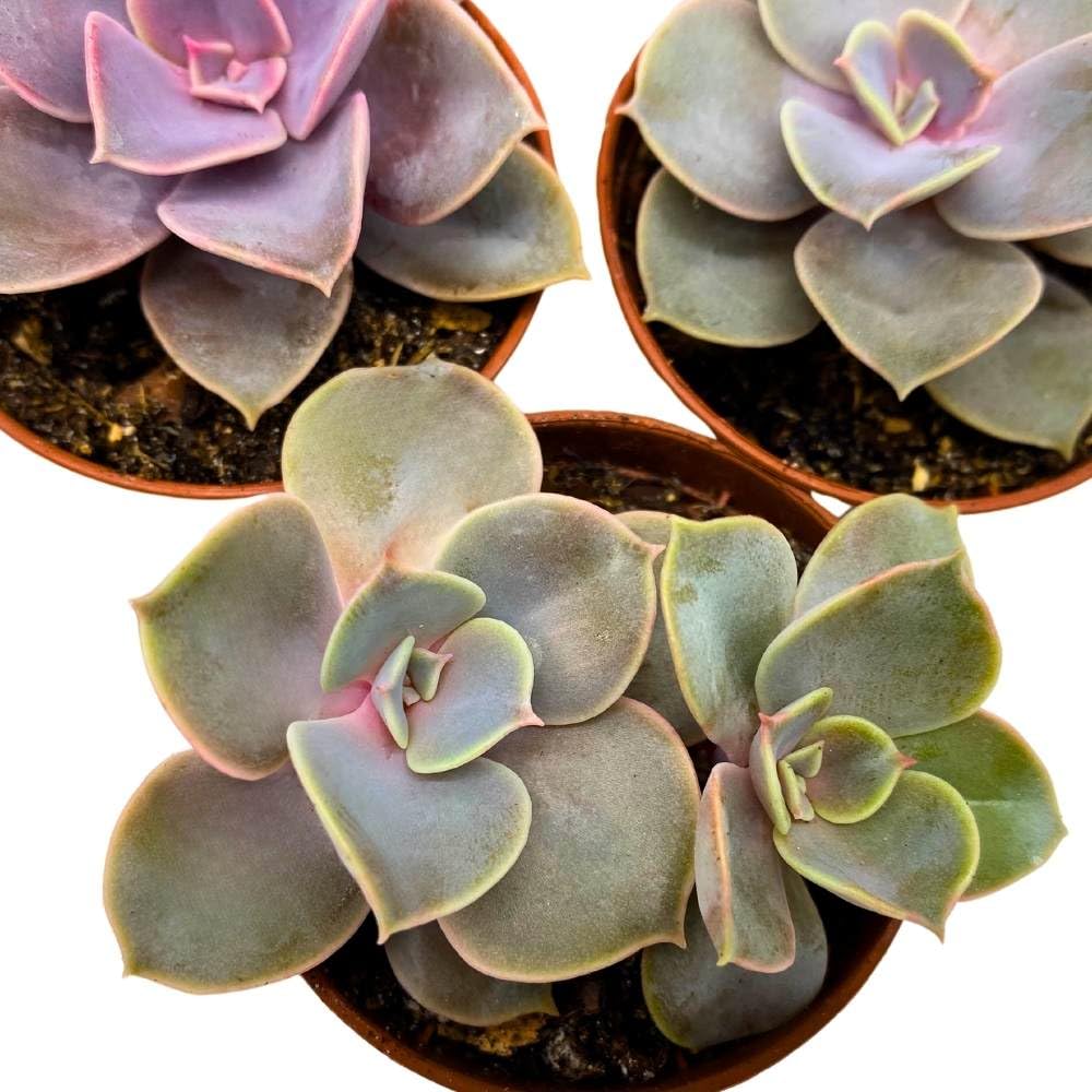 Echeveria Purple Pearl, 2 inch Set of 3, Perle von Nurnberg gibbiflora Tiny Mini Pixie Succulents