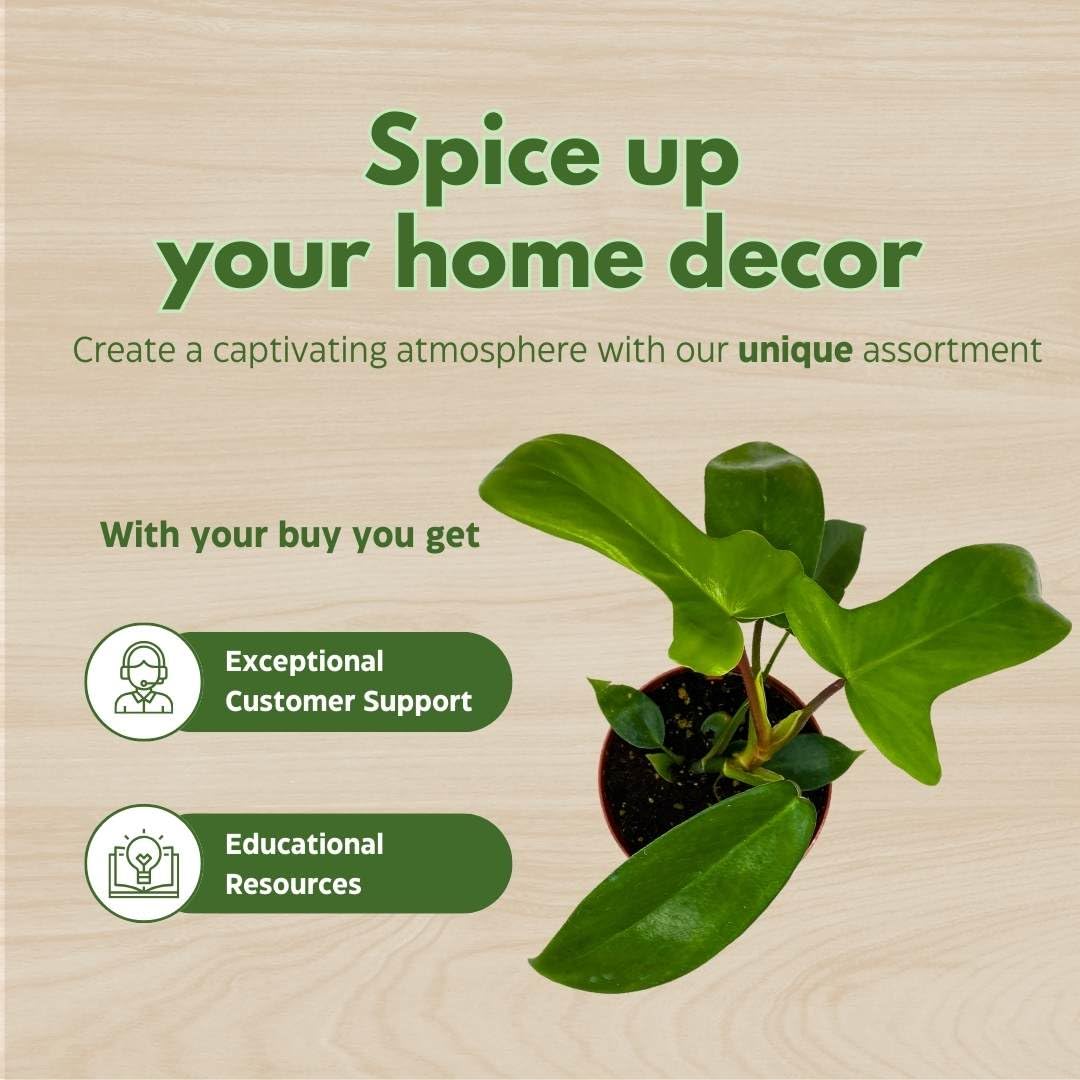 BubbleBlooms Philo Florida Green, 4 inch Philodendron Pedatum