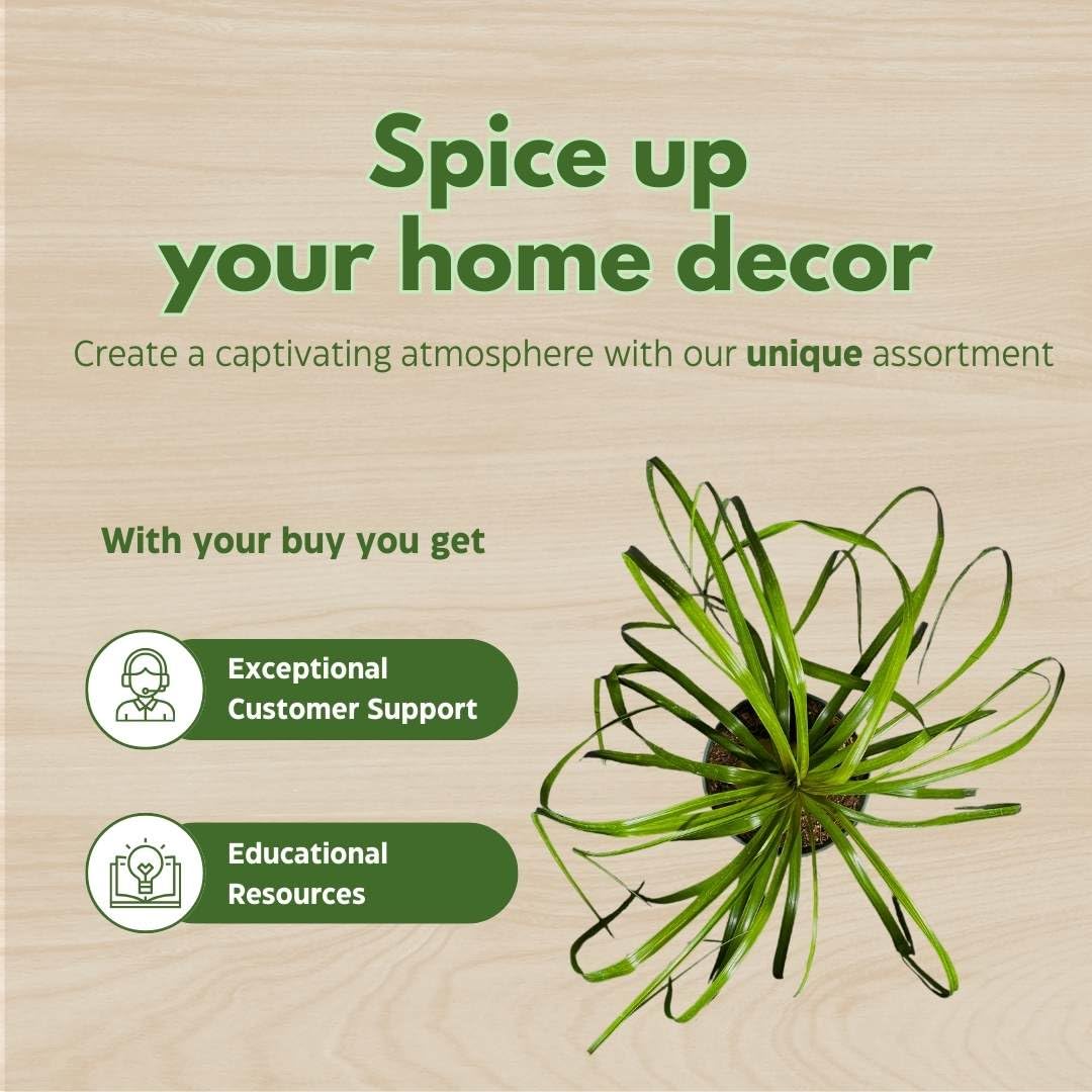 BubbleBlooms Indoor Stumpy Palm in 6 inch Pot