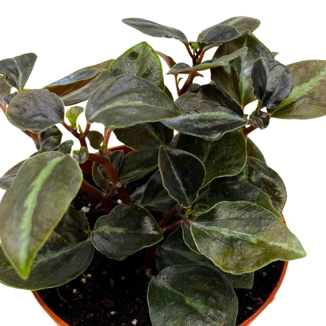 Harmony Foliage Peperomia Metallica VAR Colombiana 4 inch