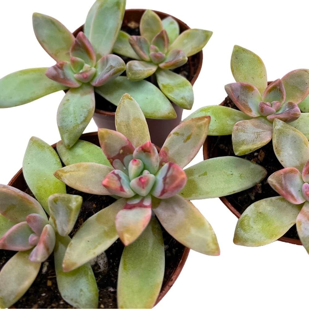 Graptoveria Blue Pearl, 2 inch Set of 3, Pink Tipped Succulent Tiny Mini Pixie