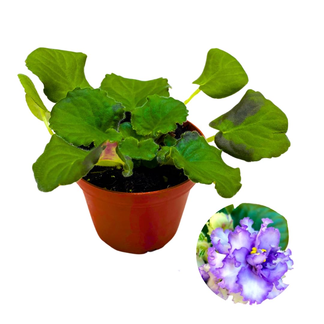 Harmony Foliage African Violet Harmony's Ice Queen 4 inch Blue White Ruffle