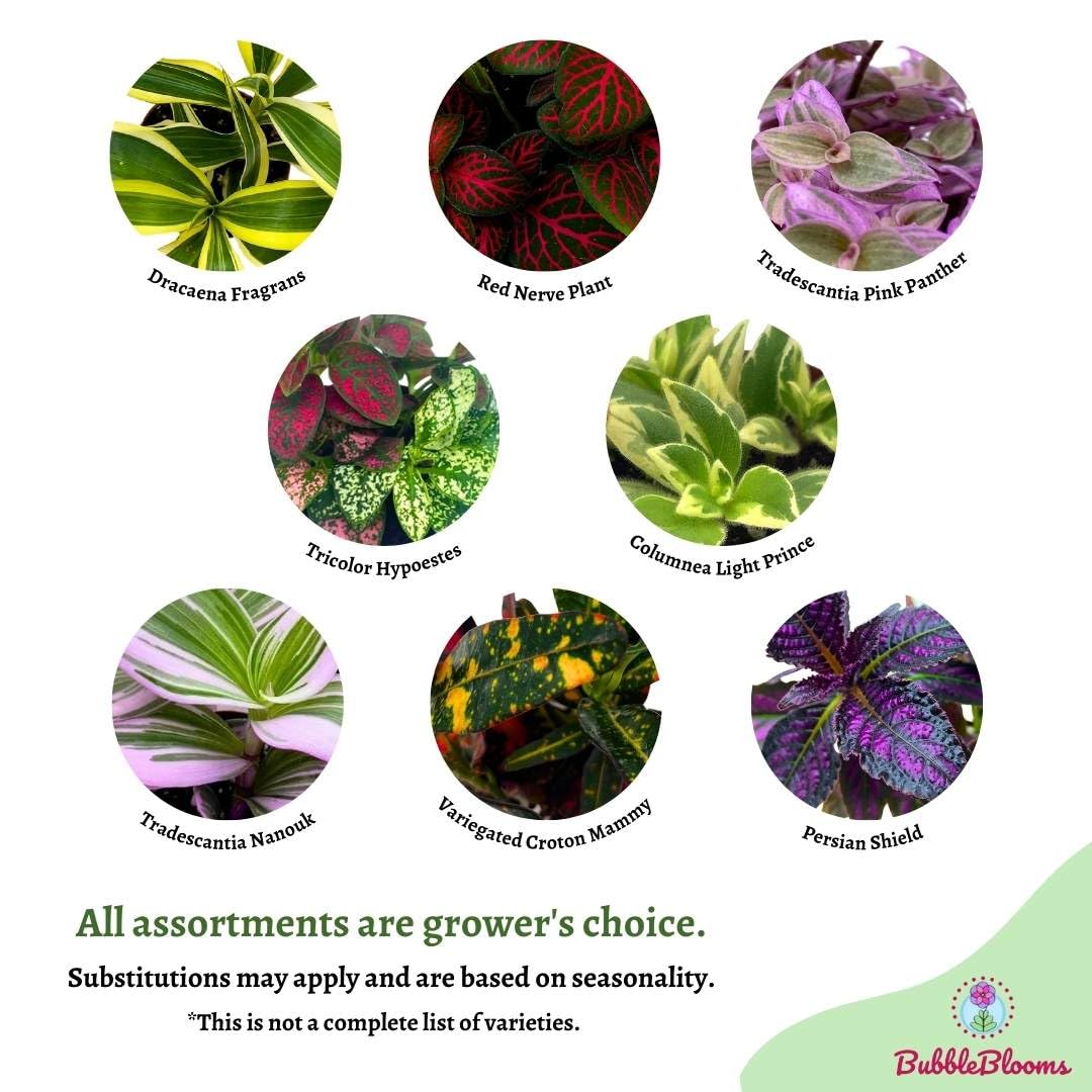 Premium Foliage Assortment, Fern set, NerveplantFern, Creeping saxifrage, succulent collection - Thumbnail 4