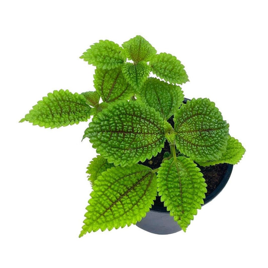 Moon Valley Pilea, 4 inch Pilea Mollis