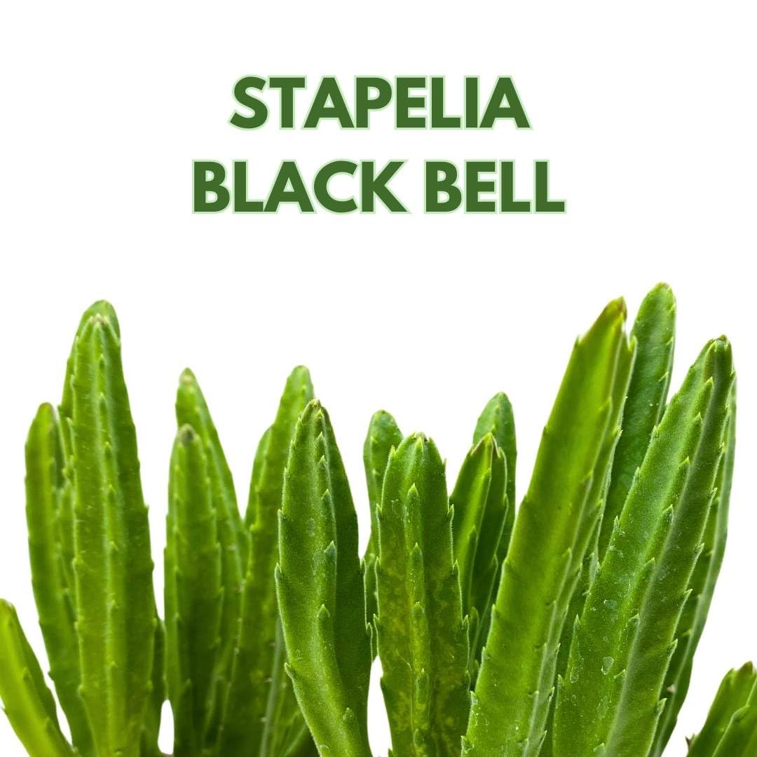 BubbleBlooms Stapelia leendertziae Black Bell Huernia in a 4 inch Pot Carrion Flower Maroon Cup Starfish