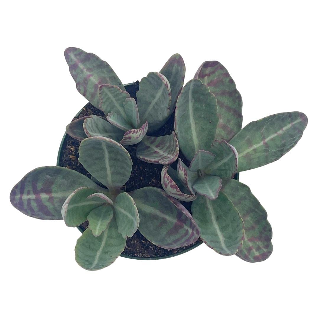 Kalanchoe Humilis, Desert Surprise, Variegated Donkey Ears Plant, Kalanchoe gastonis-bonnieri Purple