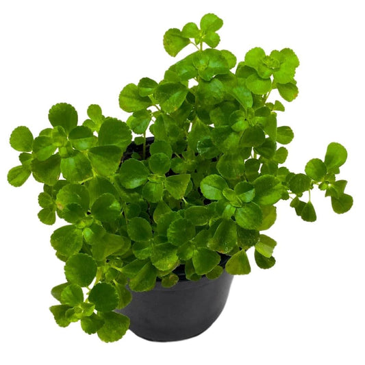 BubbleBlooms Pilea Depressa Baby Tears 4 inch