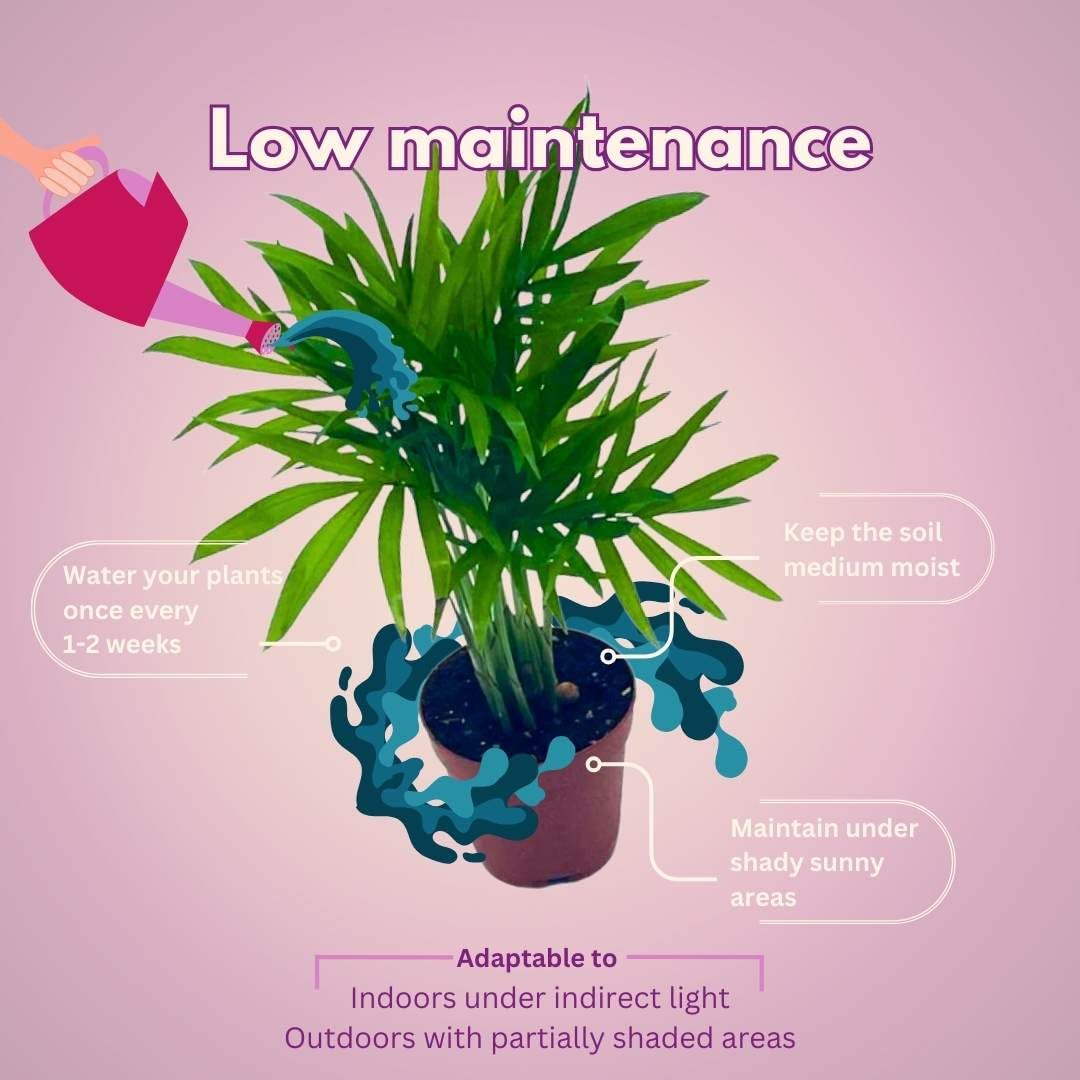 BubbleBlooms Neanthe Bella Palm, in a 2 inch Pot Palma Areca, Chamaedorea seifrizii elegans, Mini Bamboo Palm Tree Plant