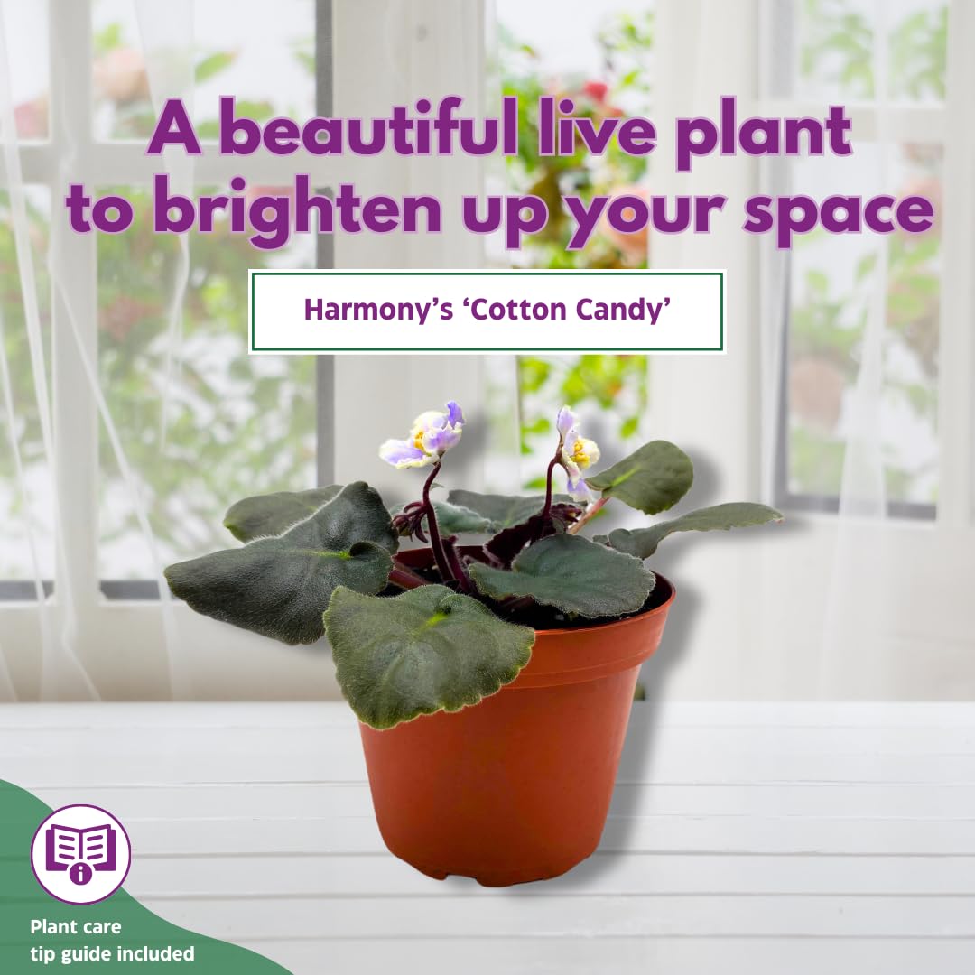 Harmony Foliage African Violet Harmony's Cotton Candy 4 inch White Purple Flower