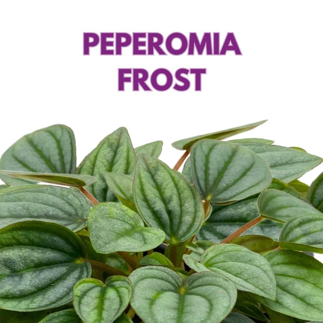 Harmony Foliage Peperomia Frost in a 3 inch Pot