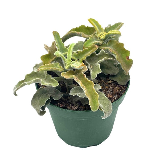 Kalanchoe Feltbush, Felt Bush, Velvet Elephant Ear, Elephant's Ear kalanchoe beharensis, Kalanchoe Fang Felt Plant