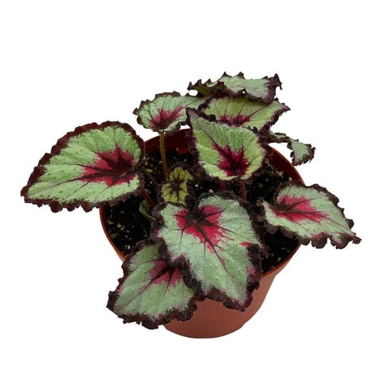 Harmony's Bullseye Begonia, in a 6 inch Pot,  Begonia rex