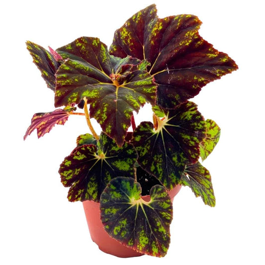 Begonia Shanicka 4 inch Rhizomatous Dark Green Shanika Rhizo