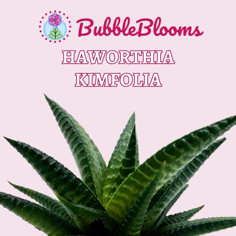 BubbleBlooms Haworthia Limifolia Fairy Washboard Set of 3 in 2 inch pots