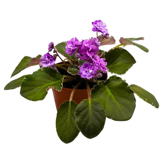 Harmony Foliage African Violet Wrangler's High Sierra 4 inch