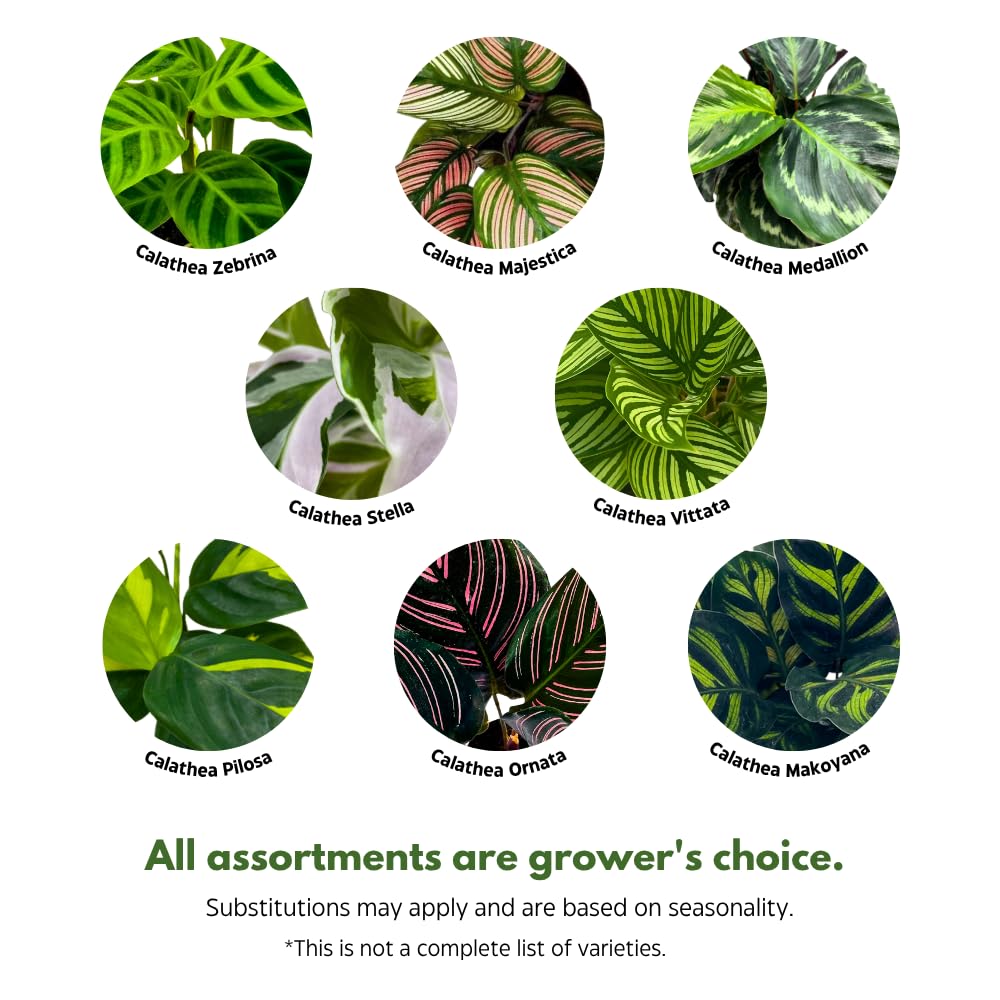 BubbleBlooms Calathea Assortment in 4 inch Pots Set of 3 Prayer Plants