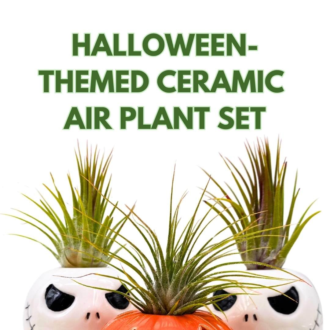 BubbleBlooms Halloween Ceramic Pumpkin and Skull Assortment Set of 3 Air Plant Holder