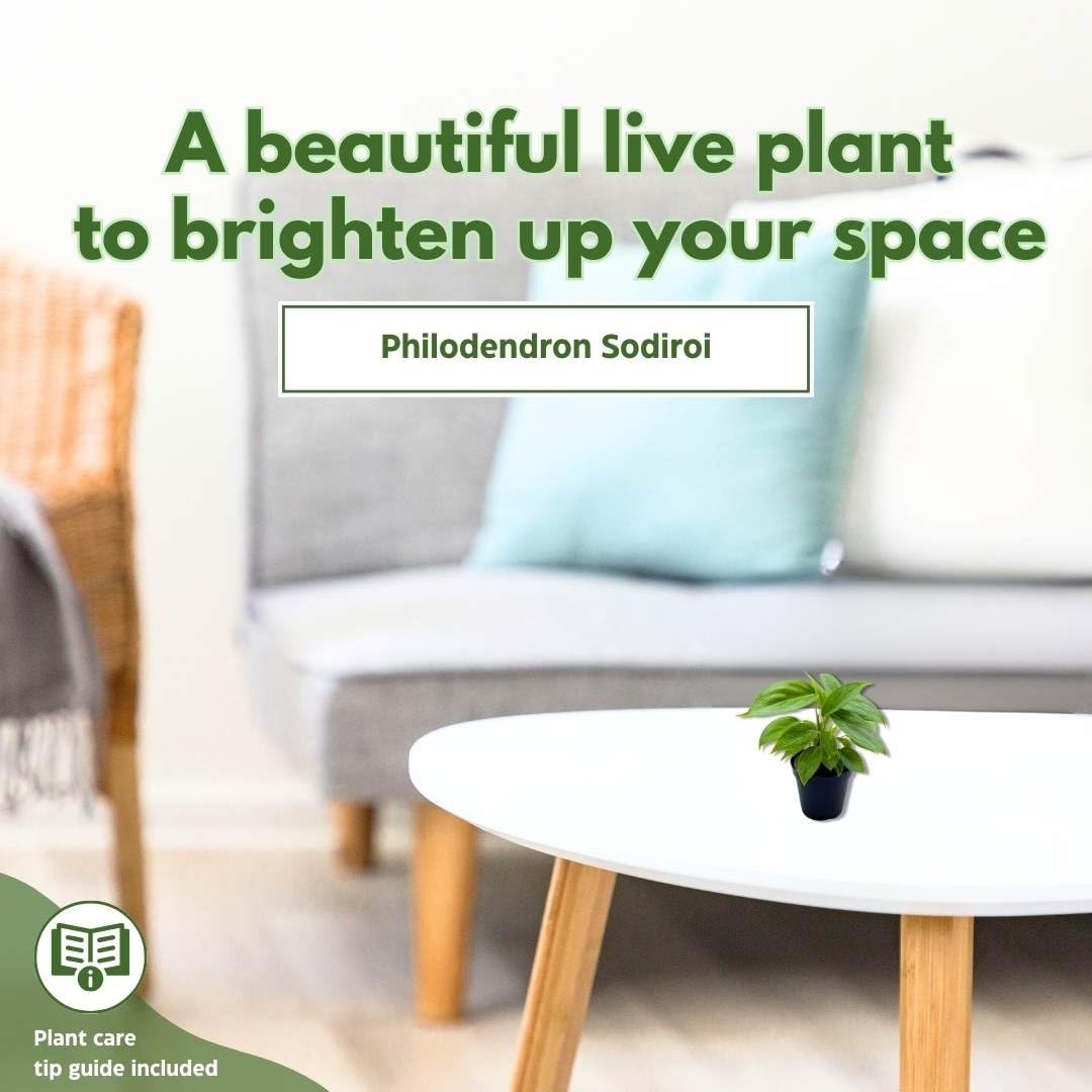 BubbleBlooms Philodendron Sodiroi in a 2 inch Pot Silver Leaf Philo