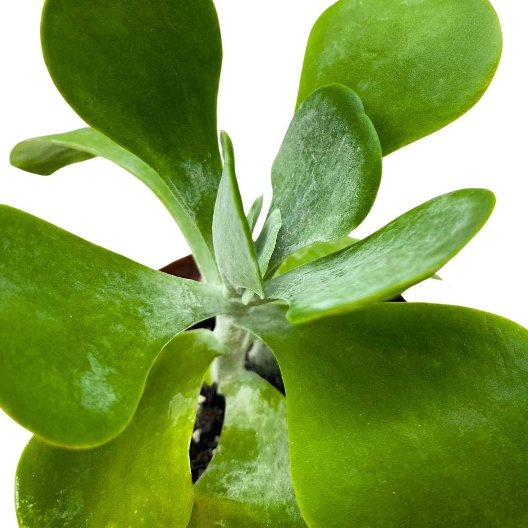 BubbleBlooms Flapjack Succulent Kalanchoe in a 3 inch Pot