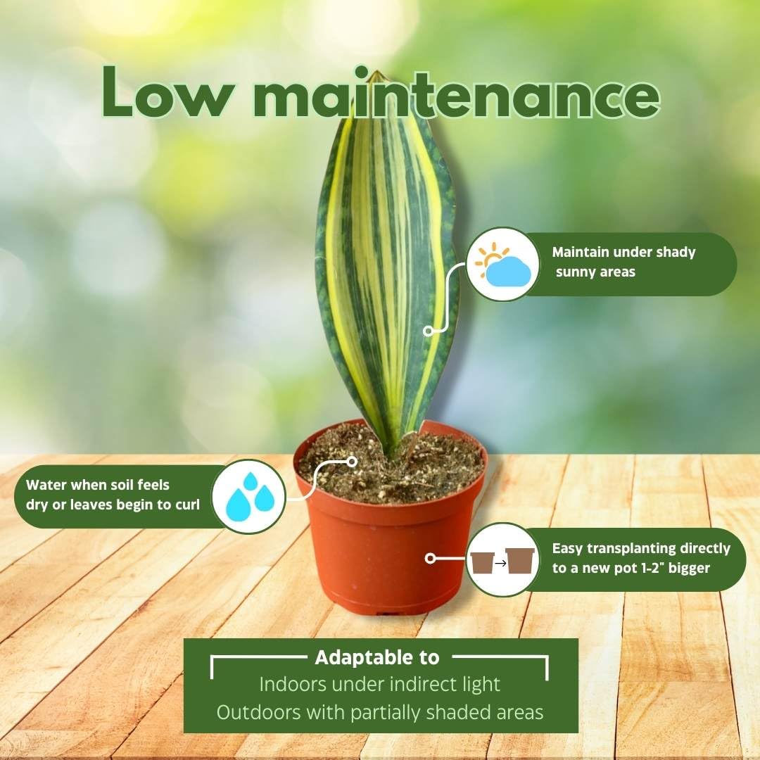 BubbleBlooms Variegated Whale Fin Snake Plant in a 6 inch Pot Sansevieria Masoniana Yellow Variegation, Whale Tail