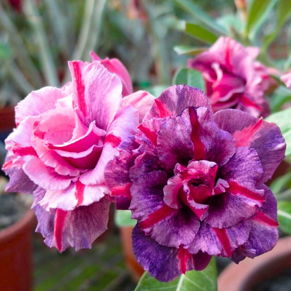 BubbleBlooms Desert Rose Secret of Victoria in a 4 inch Pot Extremely Rare Flower