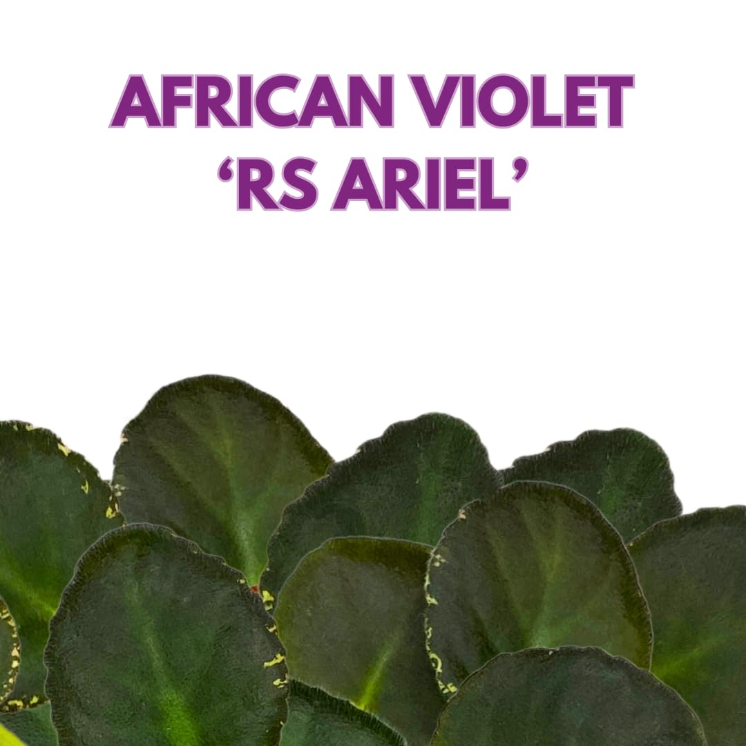 Harmony Foliage African Violet RS Ariel Variegated 4 inch White Blue Flower