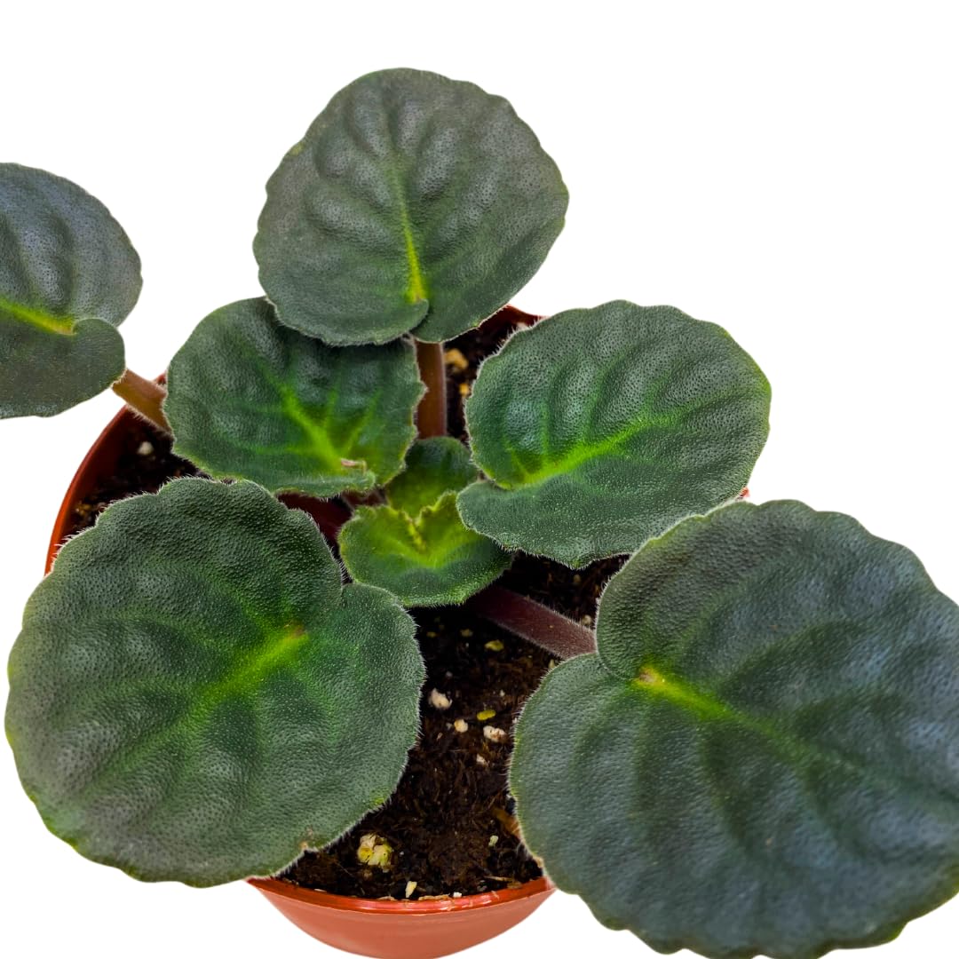 Harmony Foliage African Violet Secret Rendezvous 4 inch Purple Pink Ruffle Flower